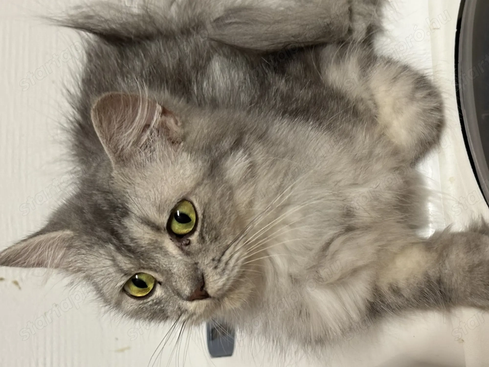 Kettő 10 hónapos perzsa cicalány 50.000ft