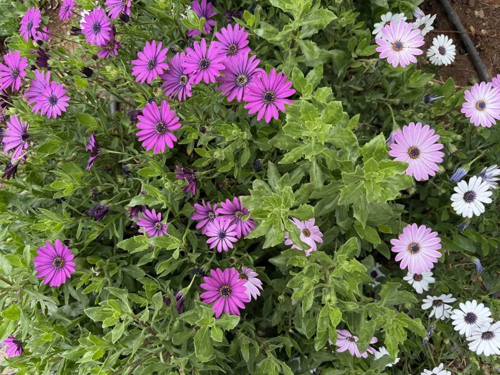 Minőségi diszkrét kapcsolat