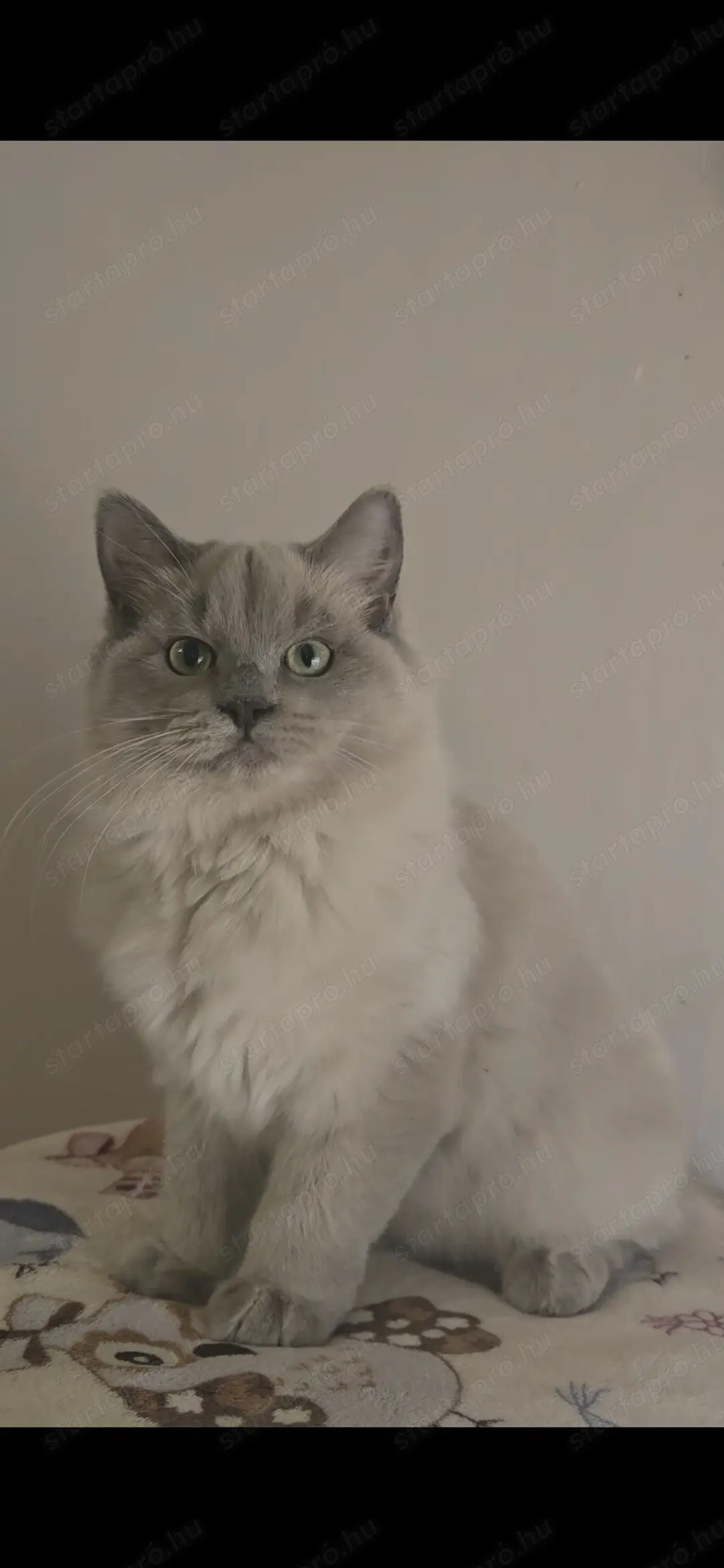 Törzskönyves Cherubim különleges nőstény