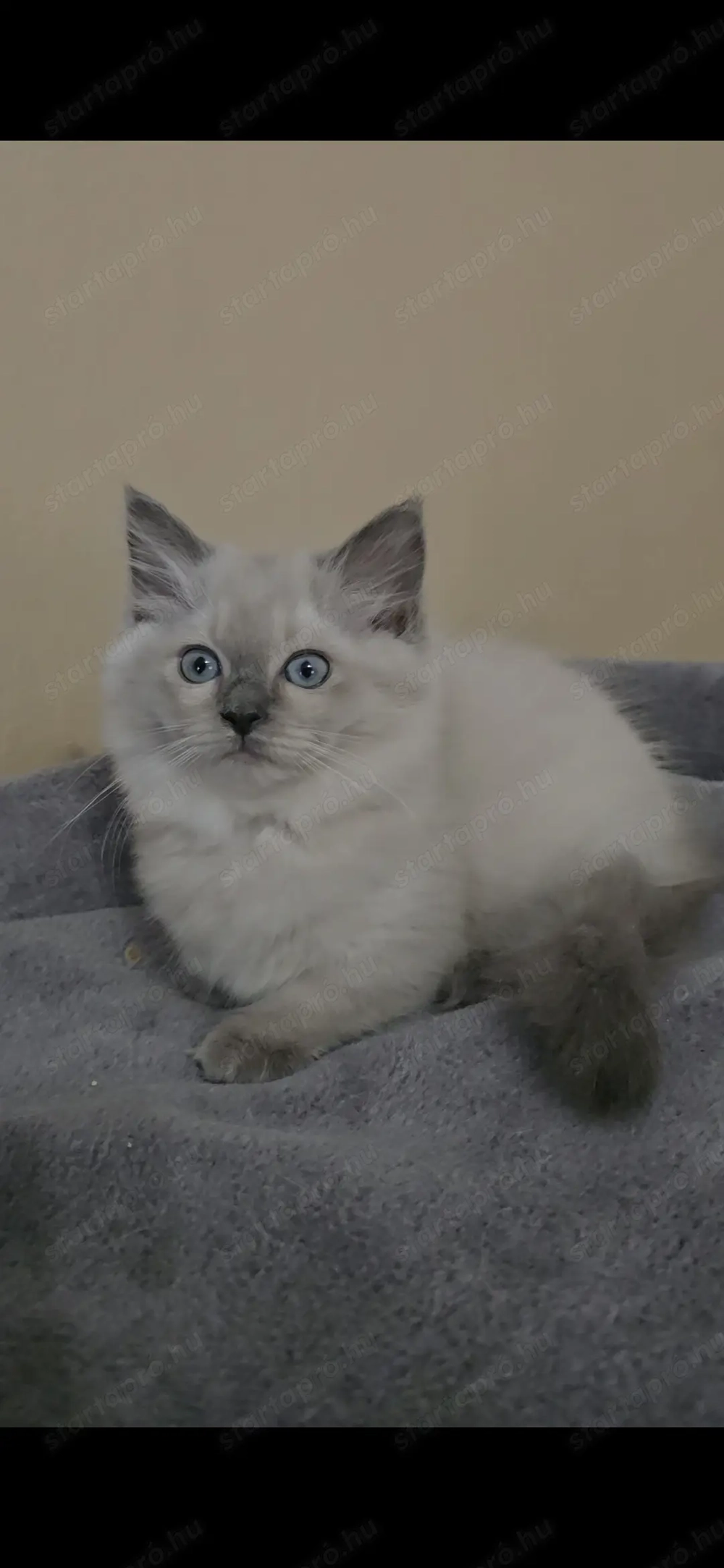 Ragdoll  Cherubim törzskönyves babák