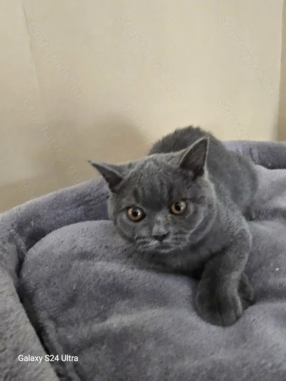 Törzskönyves Brit kék leányzó