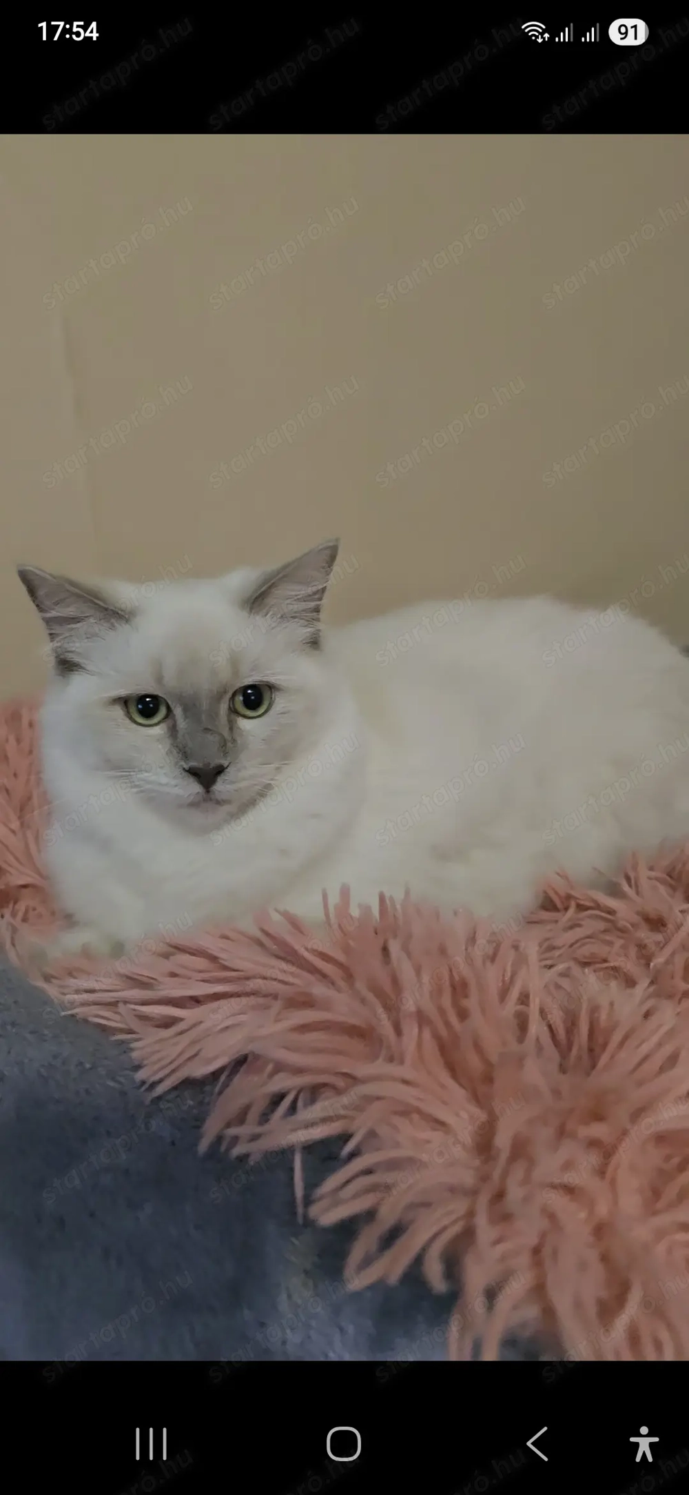 Törzskönyves különleges leányzó