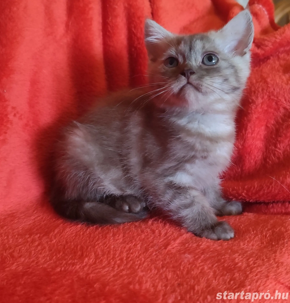 csoki ezüst brit kislány