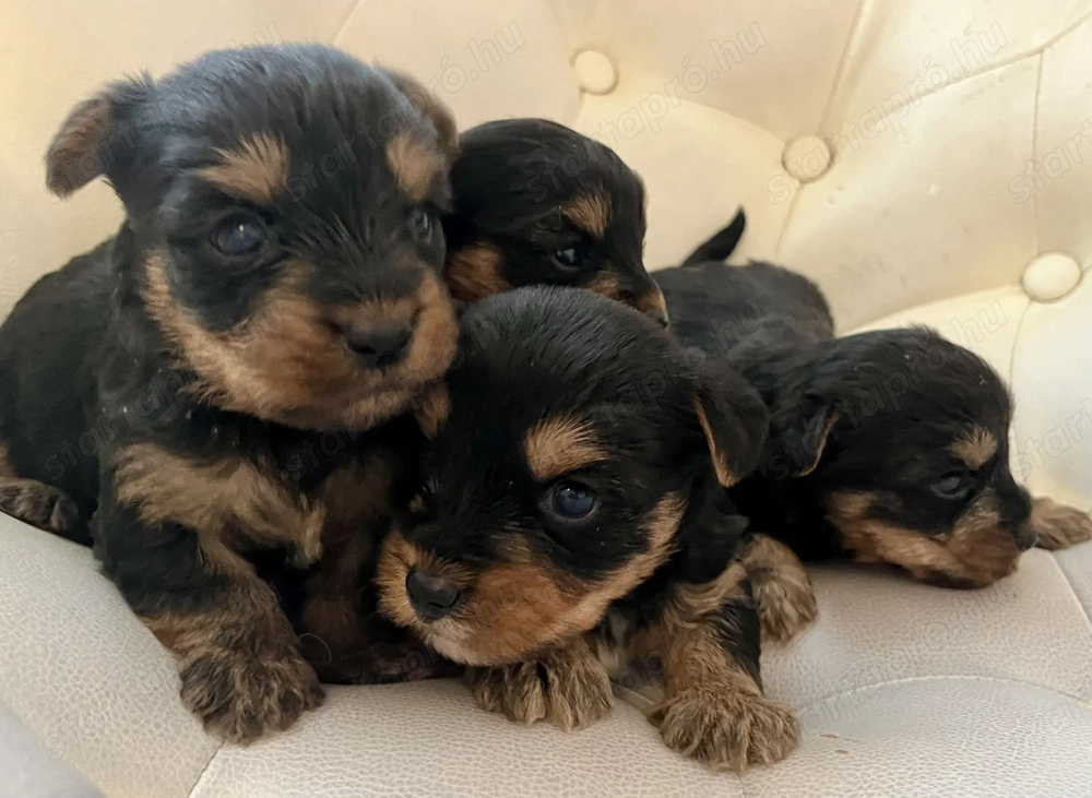 Yorkie kisfiúk foglalhatók ,eladók !