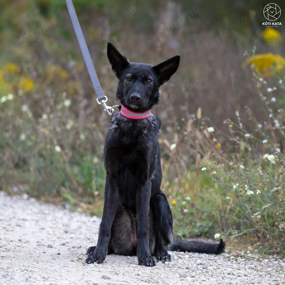 ASTRA a fiatal németjuhász keverék gazdát keres