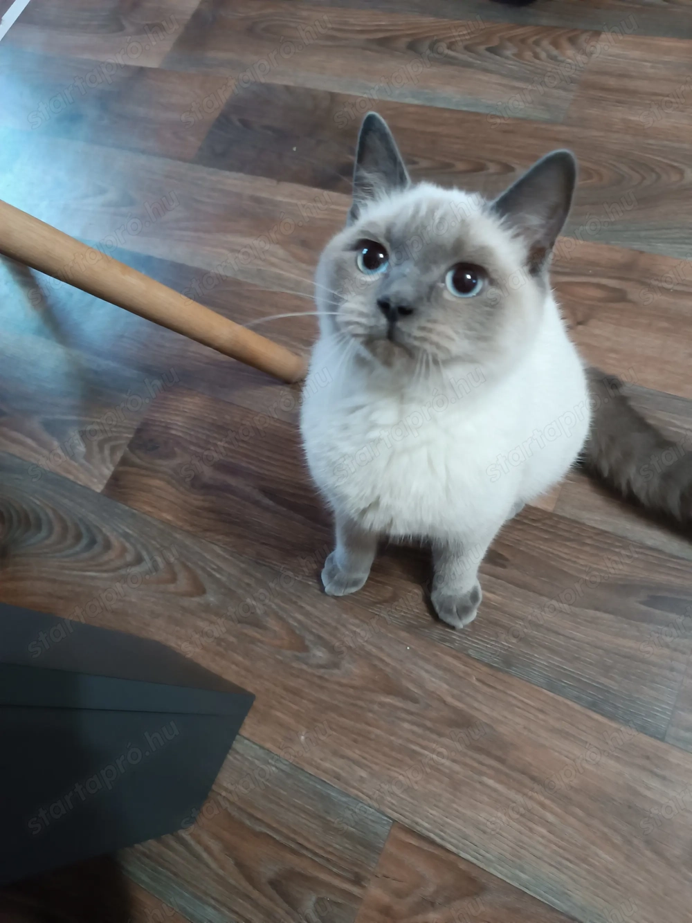 Ivaros 6- hónapos Brit kandúr eladó!