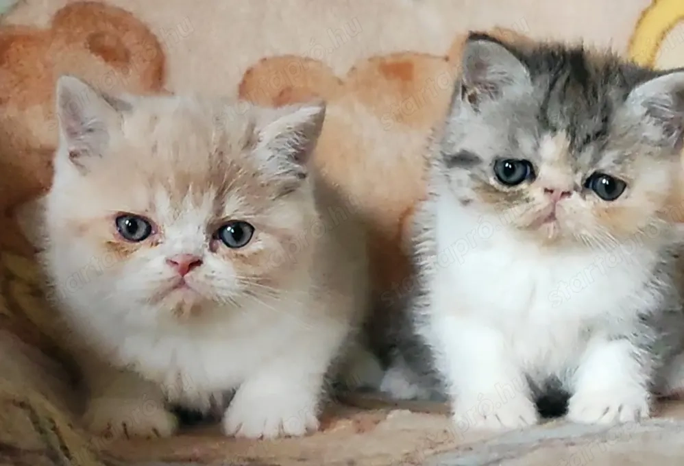 Exotikus rövidszőrű perzsa kiscicák elérhetőek tenyésztőtől 