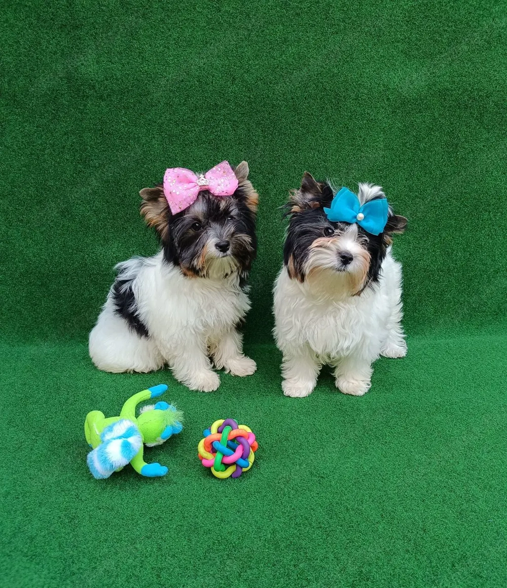 Mini Biewer Yorkshire Terrier fajtatiszta kiskutya eladó