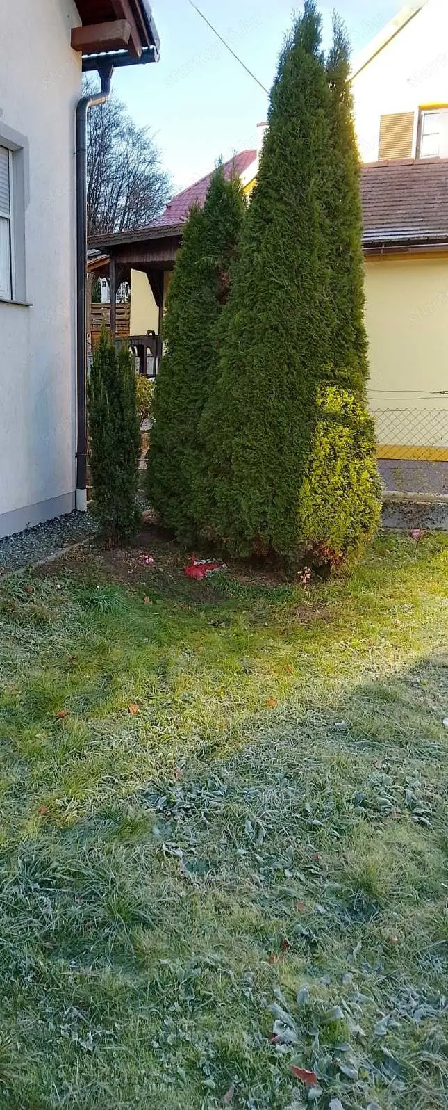 Oszlopos Thuja nagyon szép