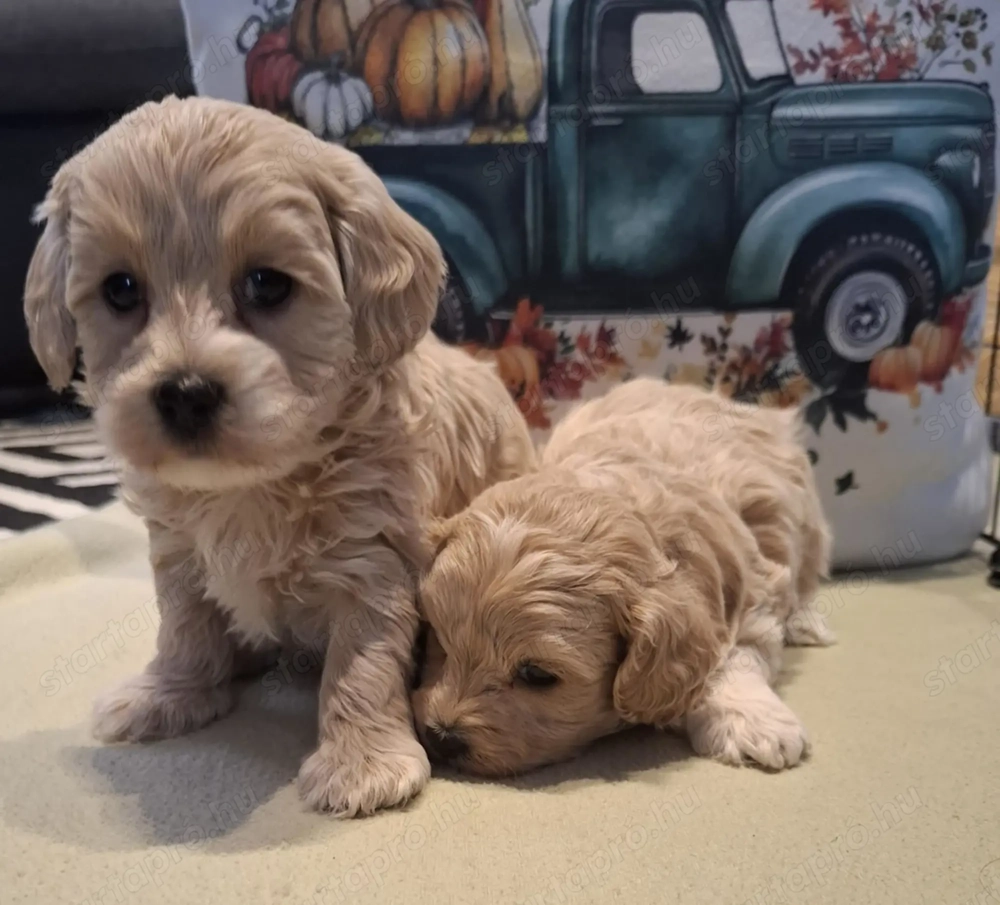 Maltipoo fajtatiszta jellegű kan kiskutyák