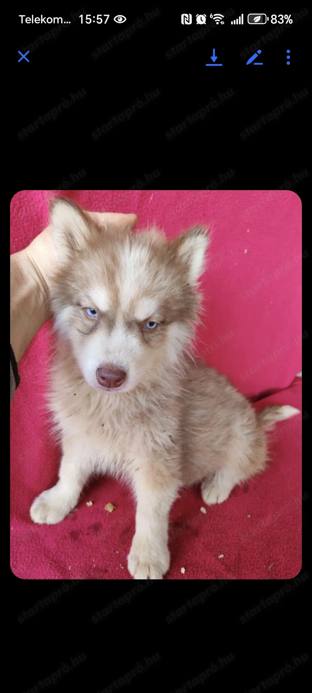 Szibériai husky kiskutyák gazdikeresok 