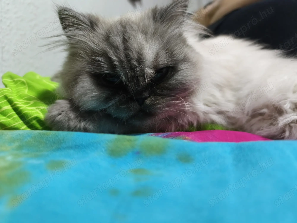 Eladó Perzsa Jellegű Cica