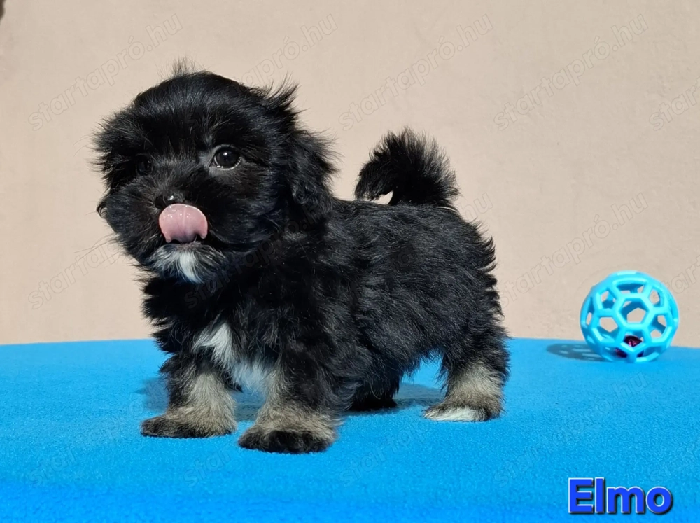 Bichon havanese törzskönyvezhető kiskutyák