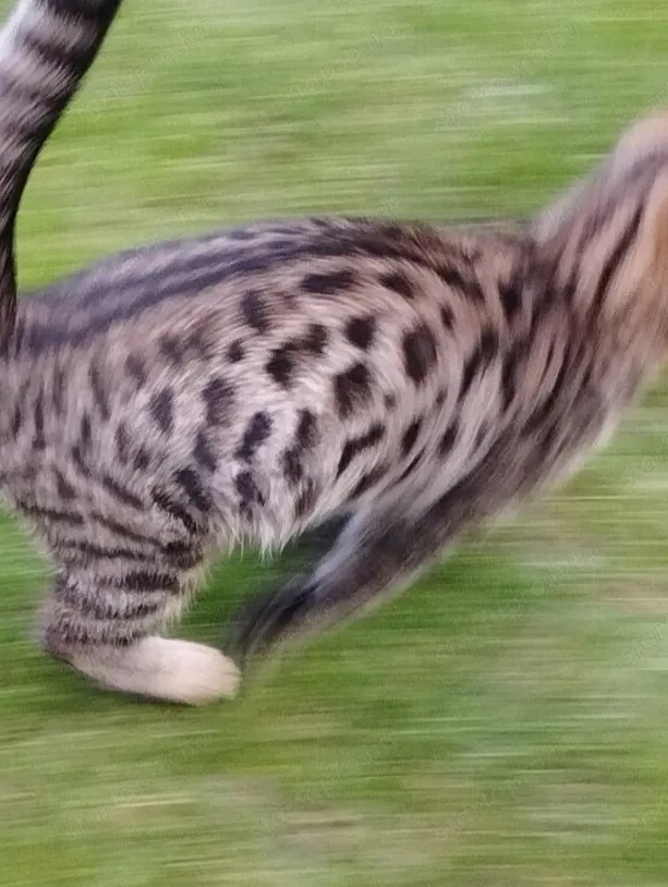 Bengáli kever k kislány