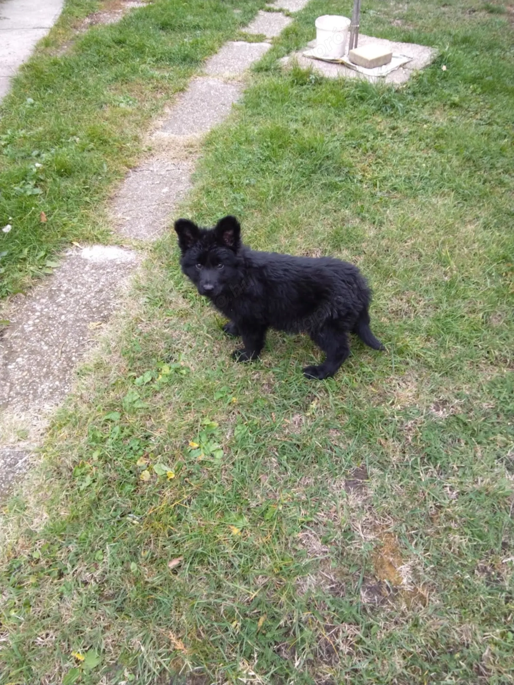 német juhász ( németjuhász ) kölykök