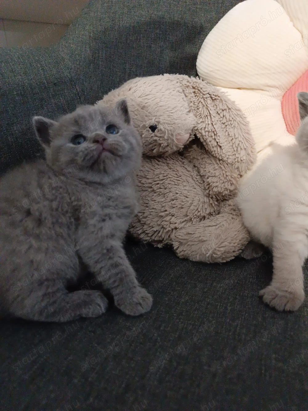 Karácsonyra Brit cica foglalható!!