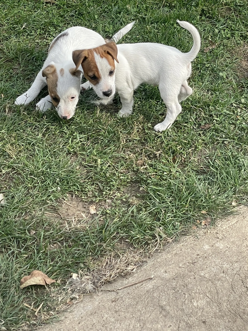 Azonnal elvihető fajta jellegű Jack Russel terrier kölykök eladók!