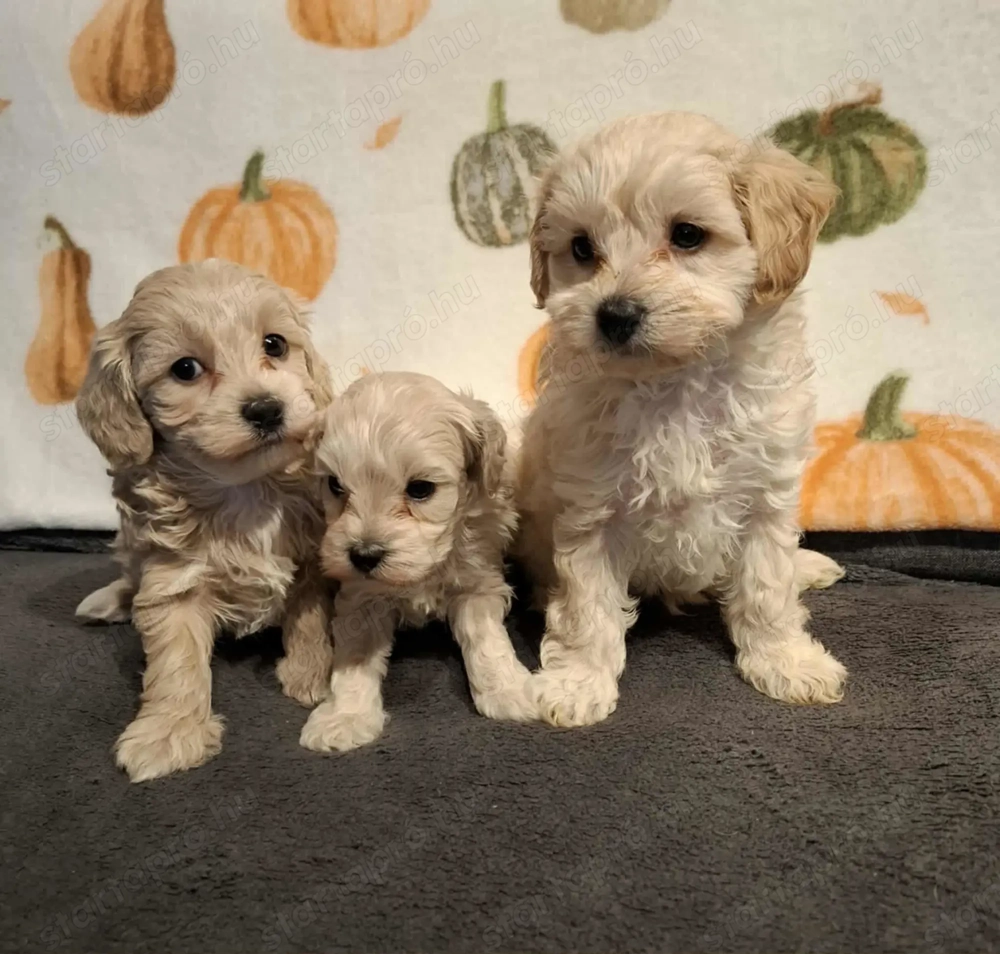 Maltipoo fajtatiszta jellegű kan kiskutyák