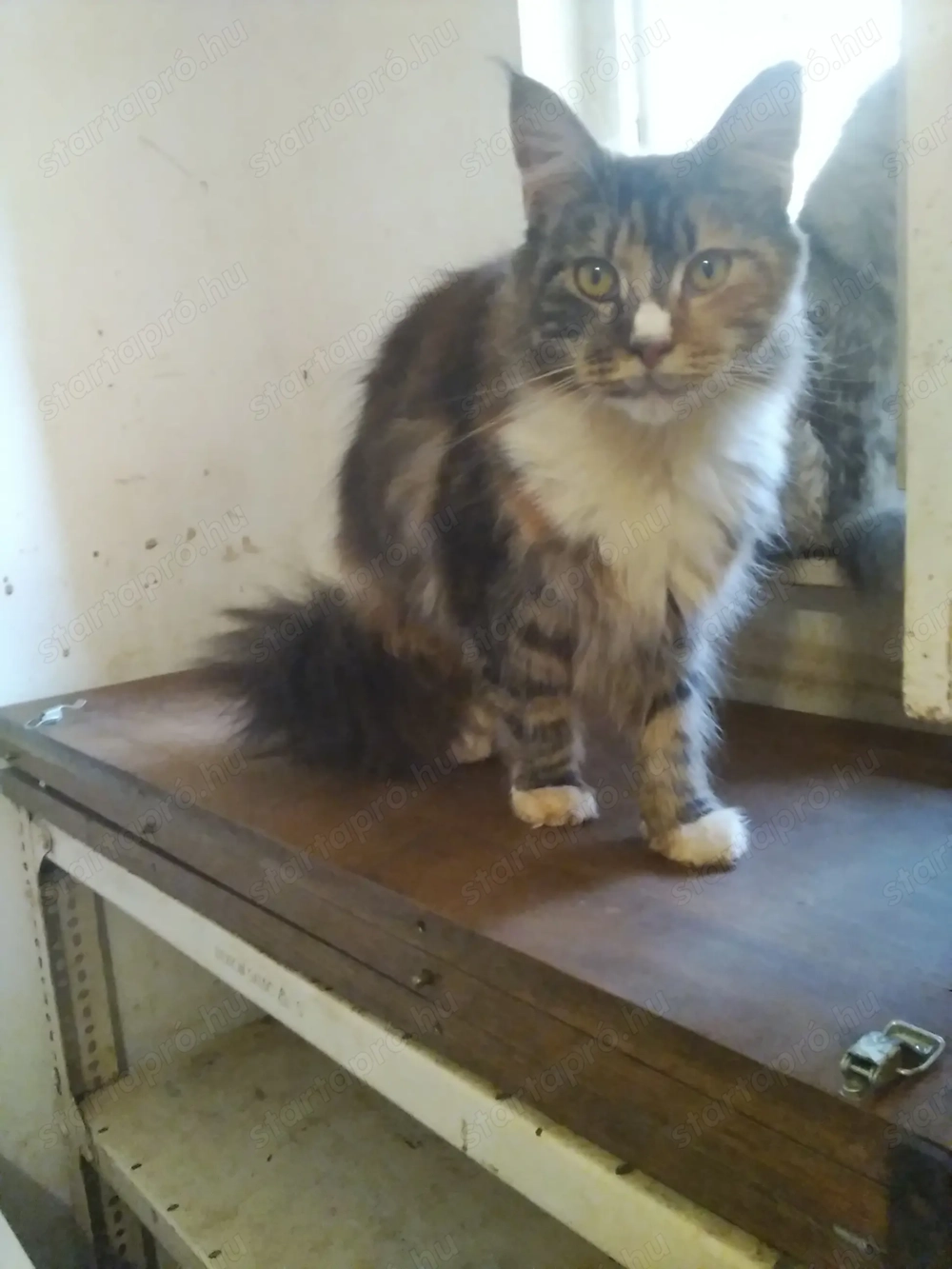 Maine coon nőstény 1eves A