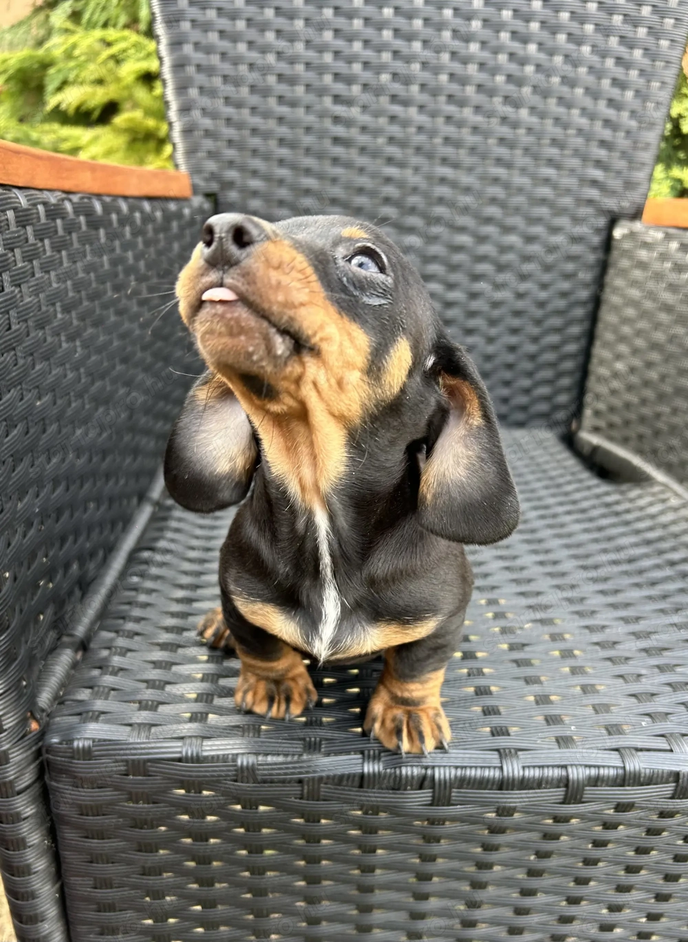 Eladó tacskó kiskutyusok 