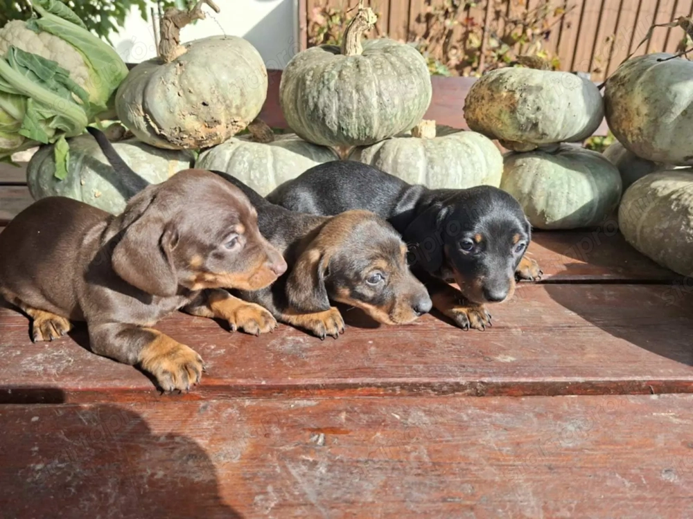 Törpe tacskó kölykök 