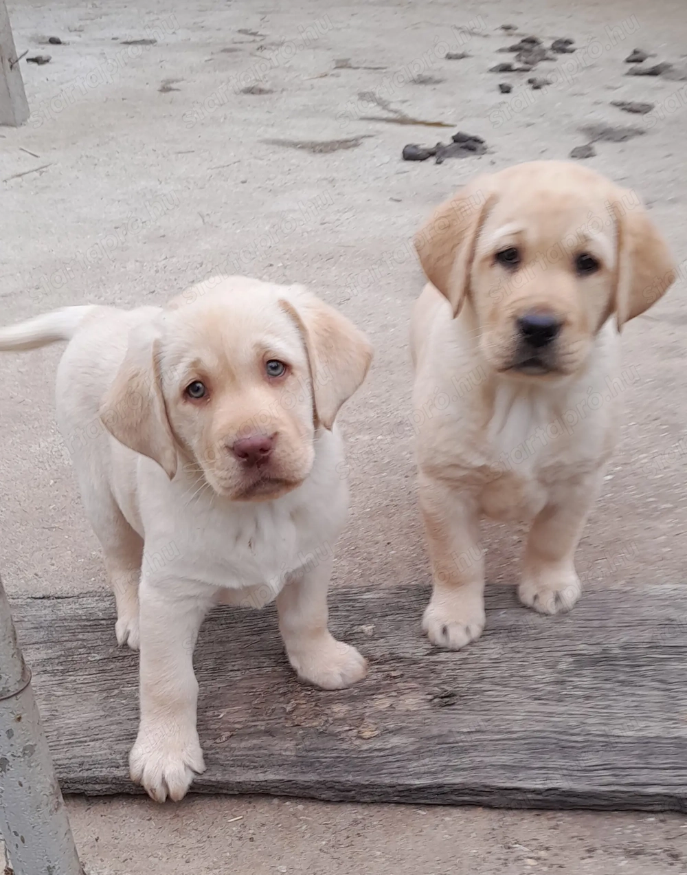Zsemleszínű labrador kiskutyák eladók