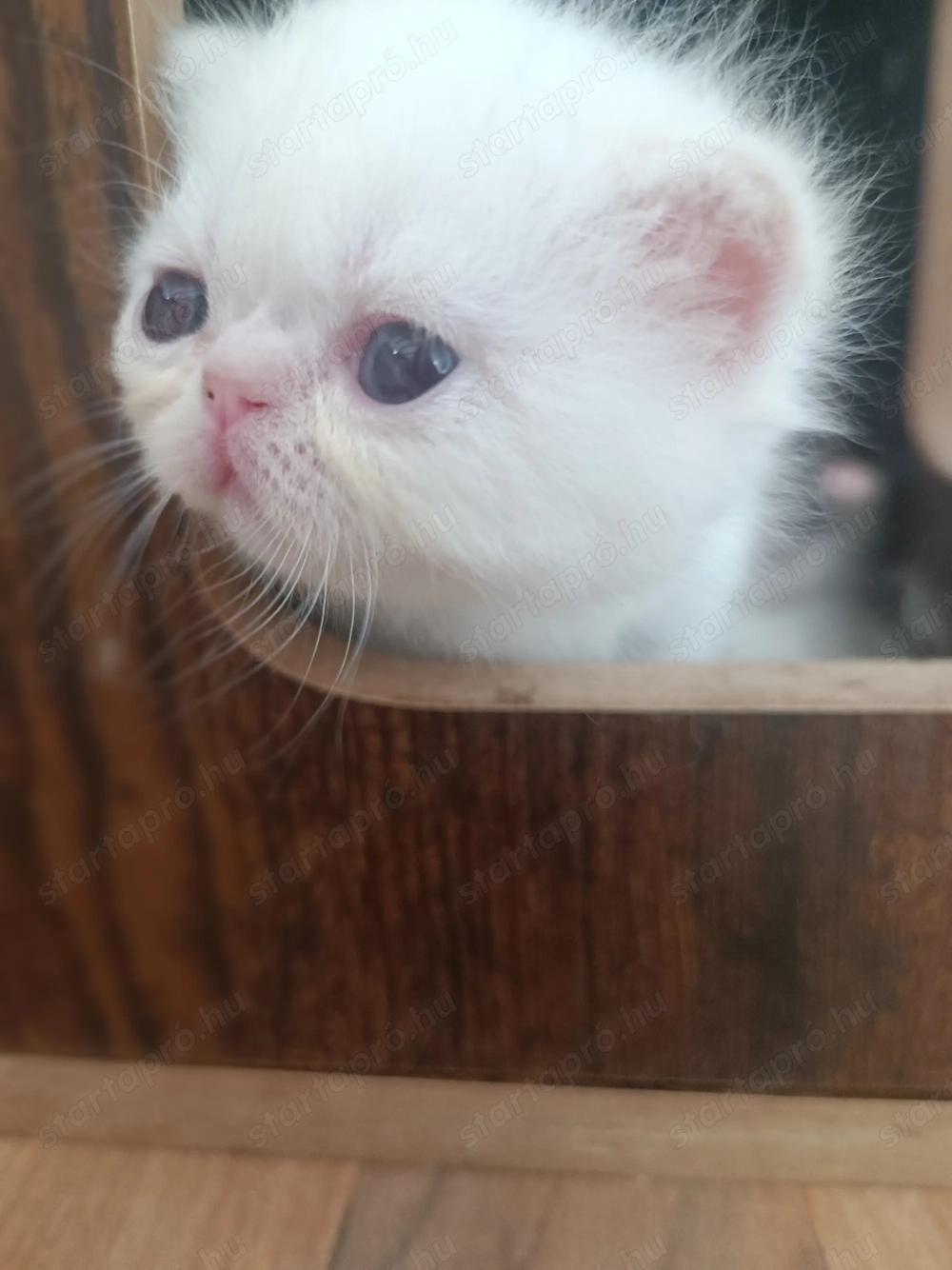 Egzotikus rövidsz r , Exotic Shorthair. elad 