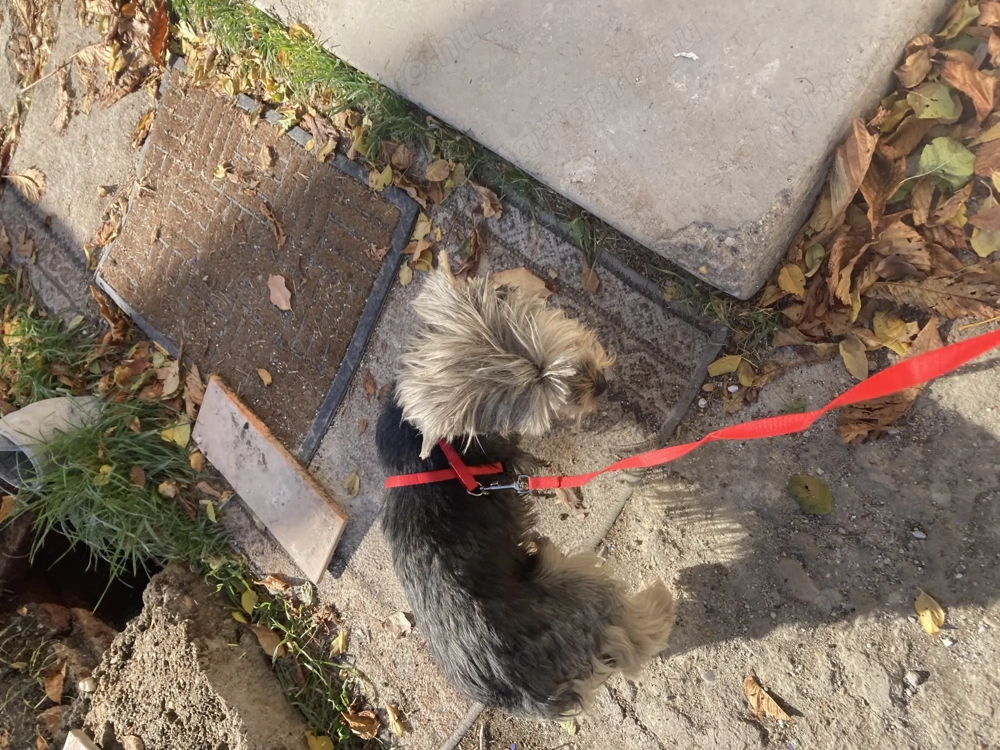4 éves yorki terrier lány kutyus szerető gazdit keres
