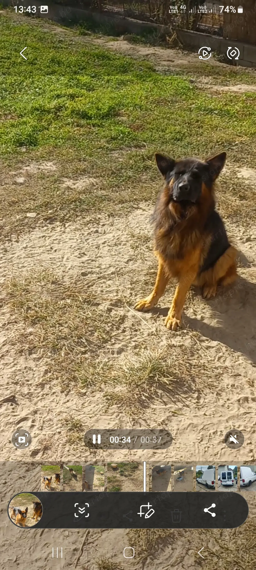 Német juhász fajtatiszta kan kutya eladó 