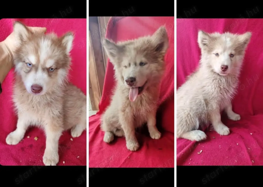 Szibériai husky kiskutya