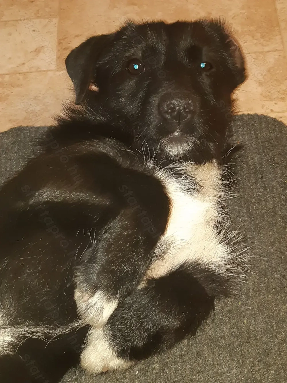 Buddy új gazdira vár