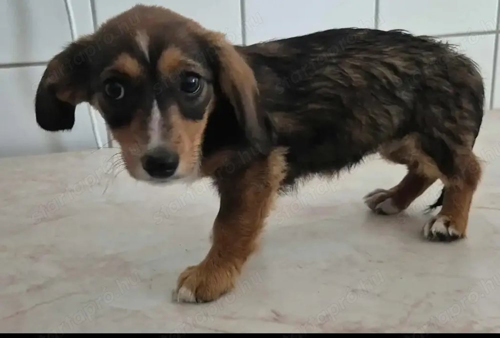 Az egyeki gyepmesteri telep gazdakeresői sos