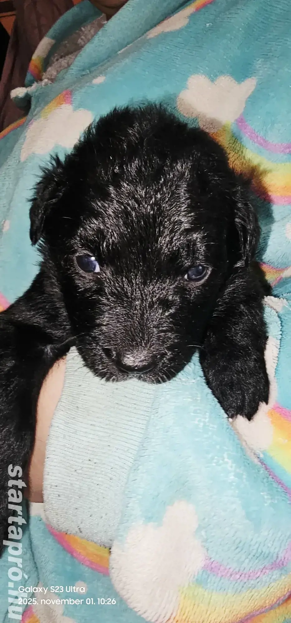 Ingyen elvihető keverék kiskutya