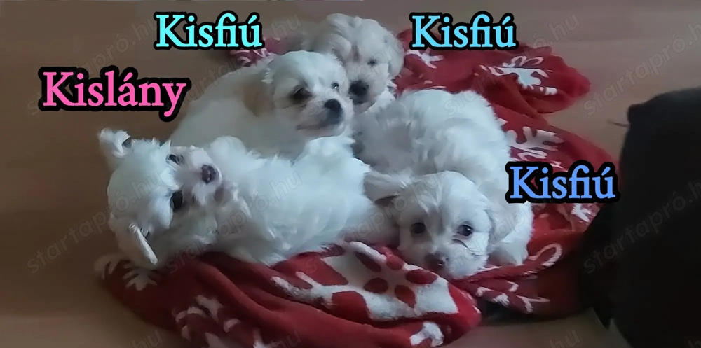 Bichon Havanese babák