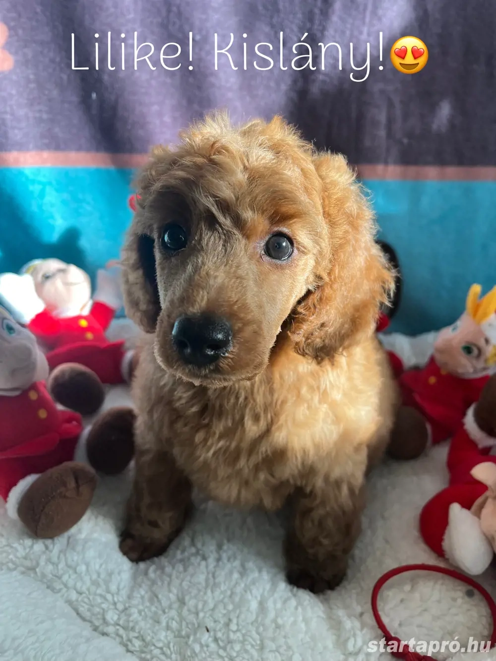 Törpe uszkár kiskutyák