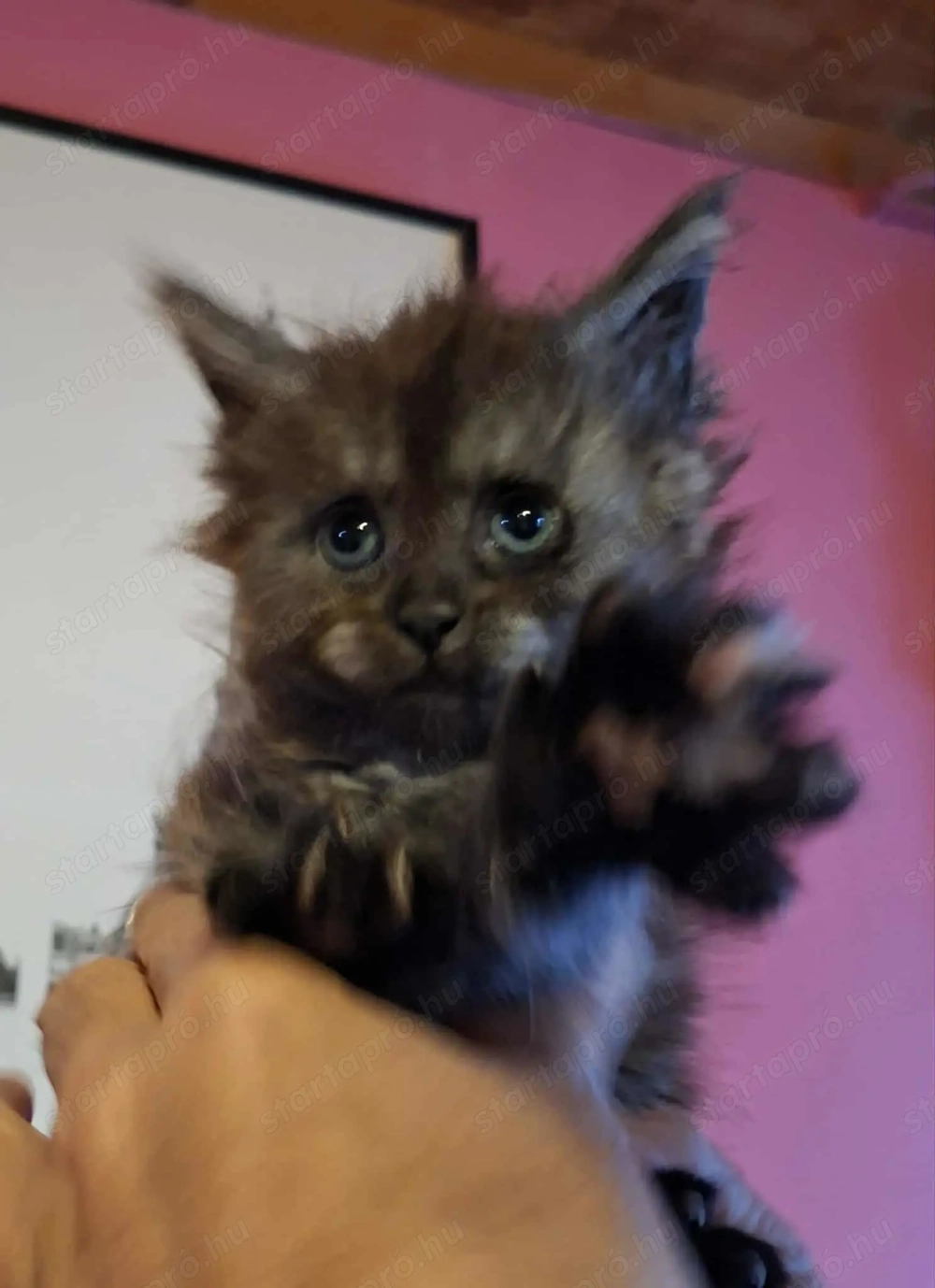 Minőségi Maine Coon kiscicák