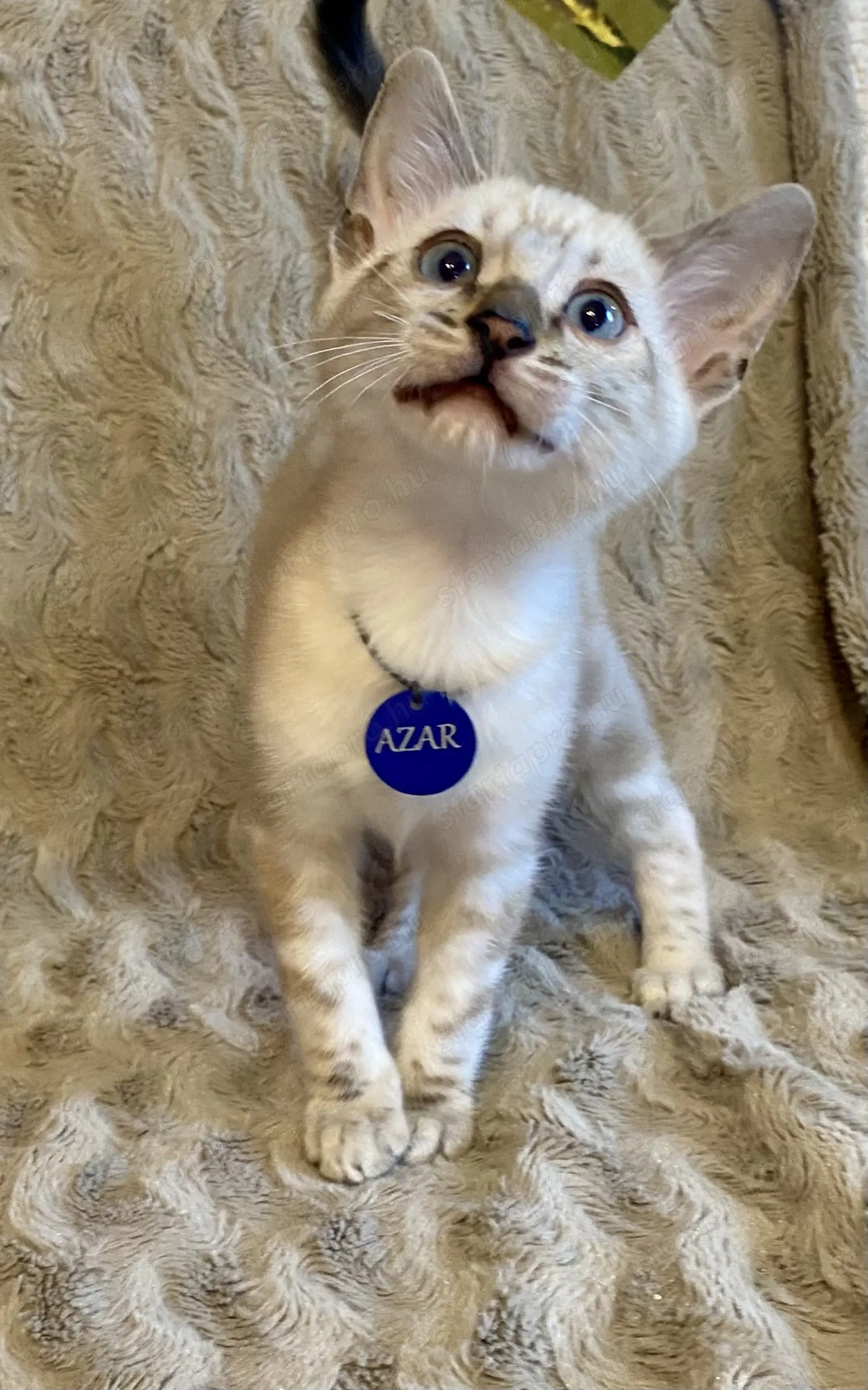 Törzskönyvezett Bengáli cicák 