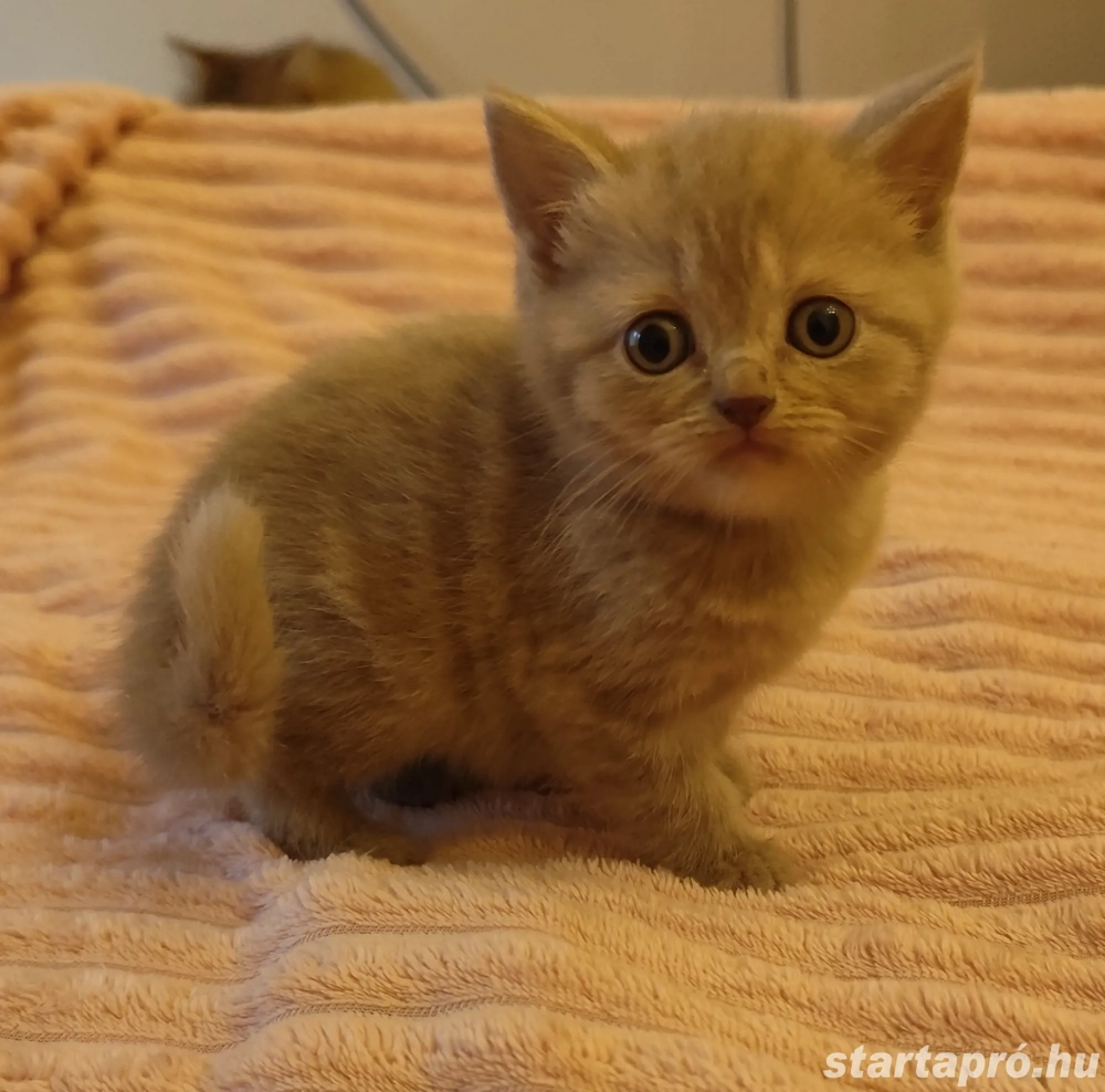 csodás lila brit kislány