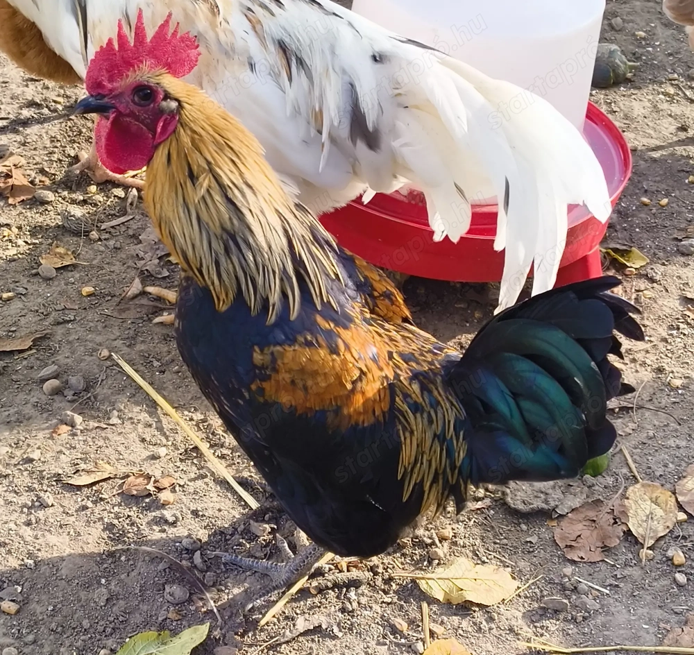 Eladó krédli és törpetyúk!