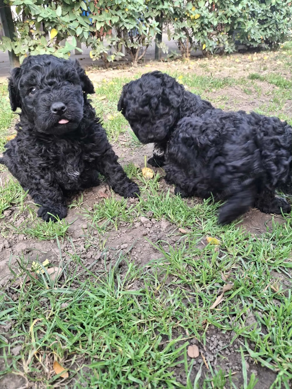 Fekete puli kiskutyák