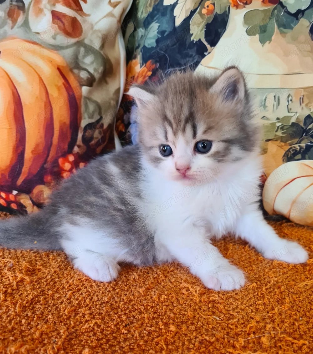 Törzskönyvezett szülőktő Brit hosszú szőrű kiskandúr!