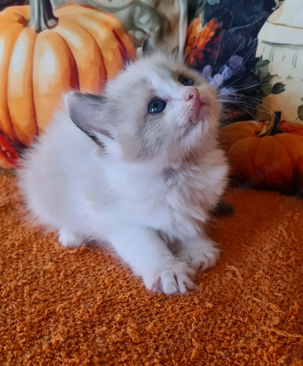 Törzskönyvezett szülők rongybabái! Ragdoll babyk!