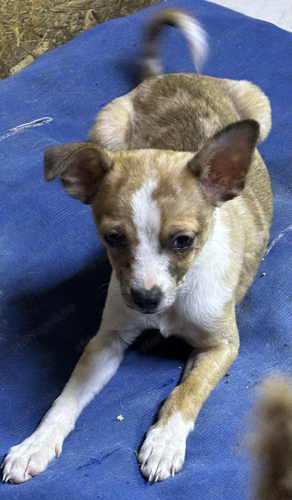 Csivava kiskuty k eladók