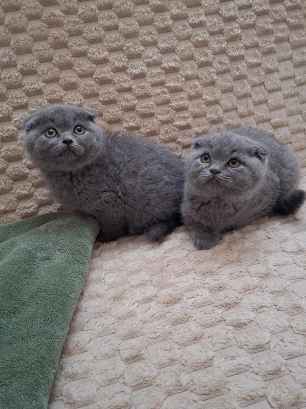 Skót (brit) lógófülű kisfiúk