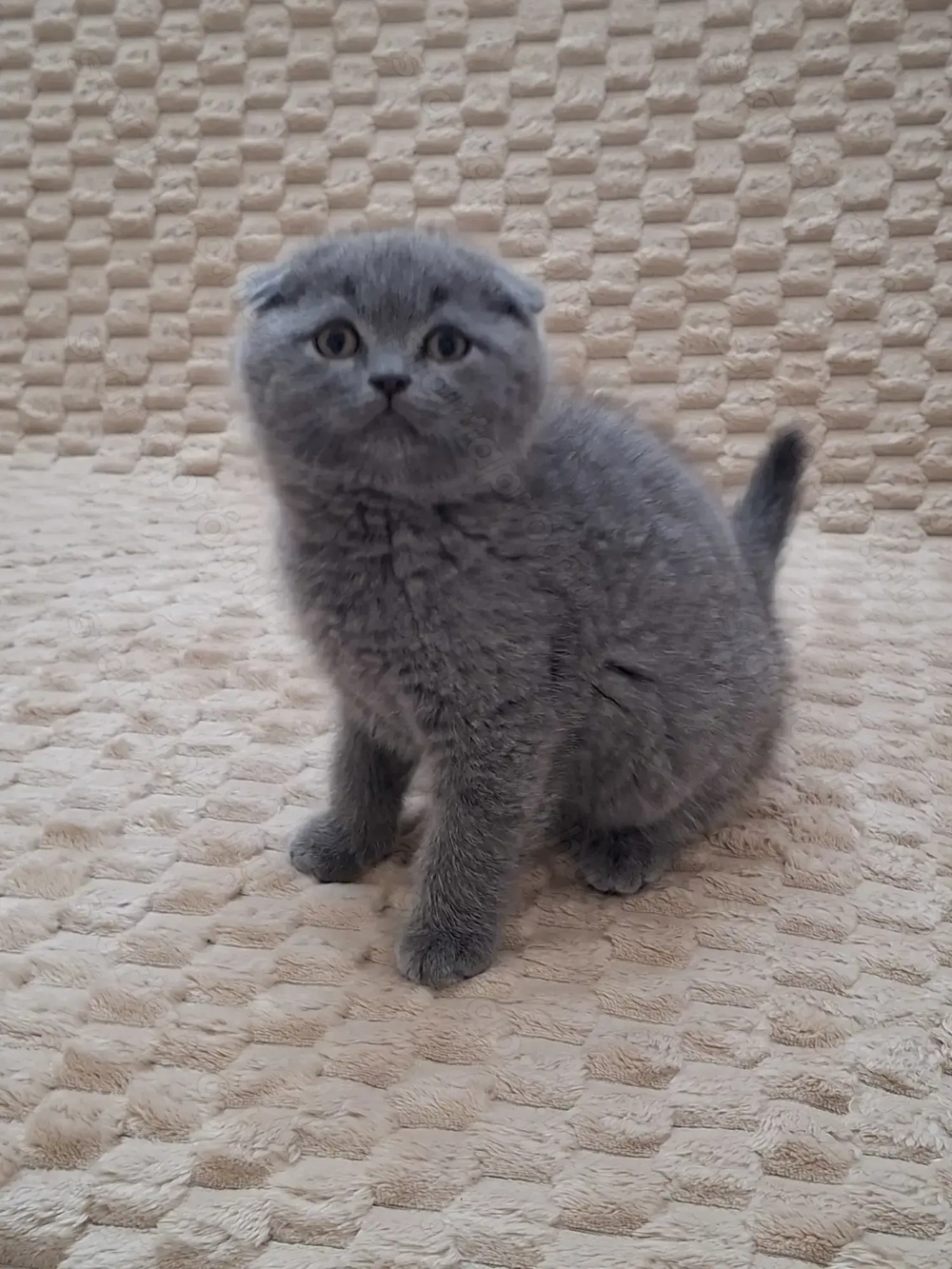 Skót lógófülű kisfiúk