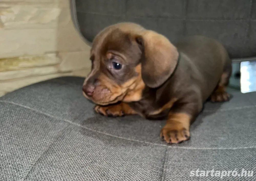 csoki tacskó babák szerető családot keresnek  