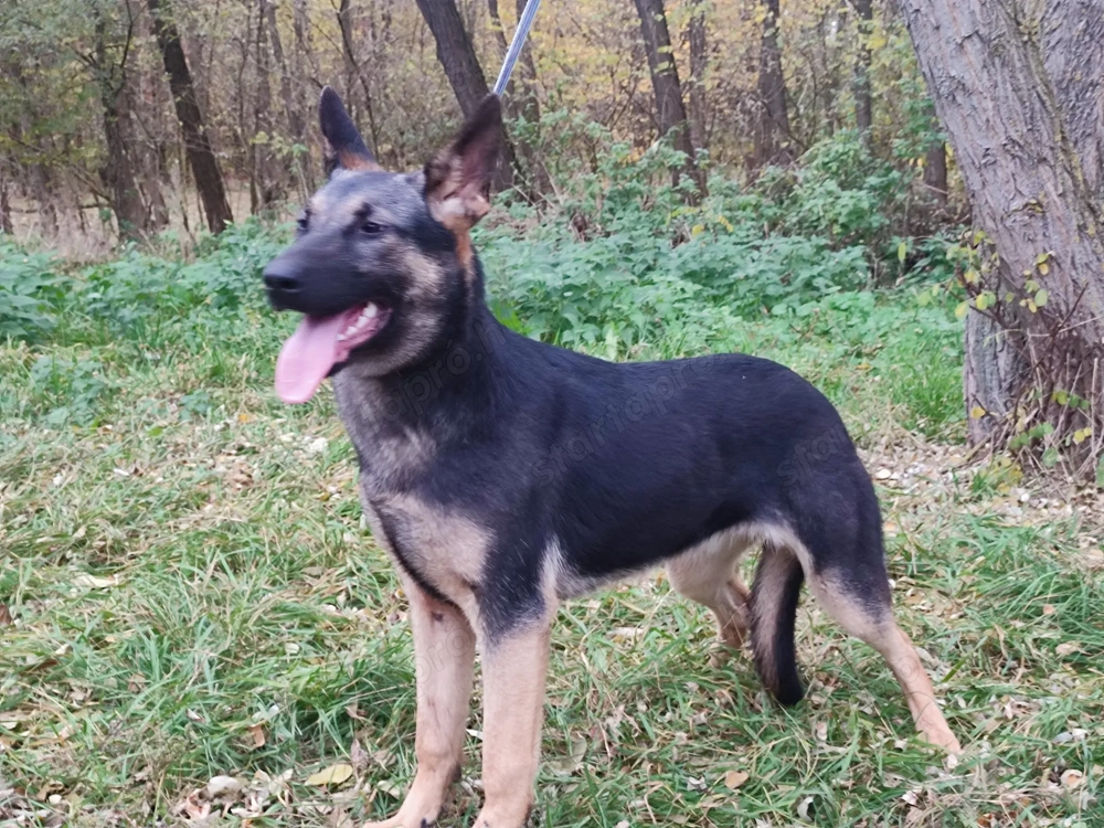 Német juhász, németjuhász