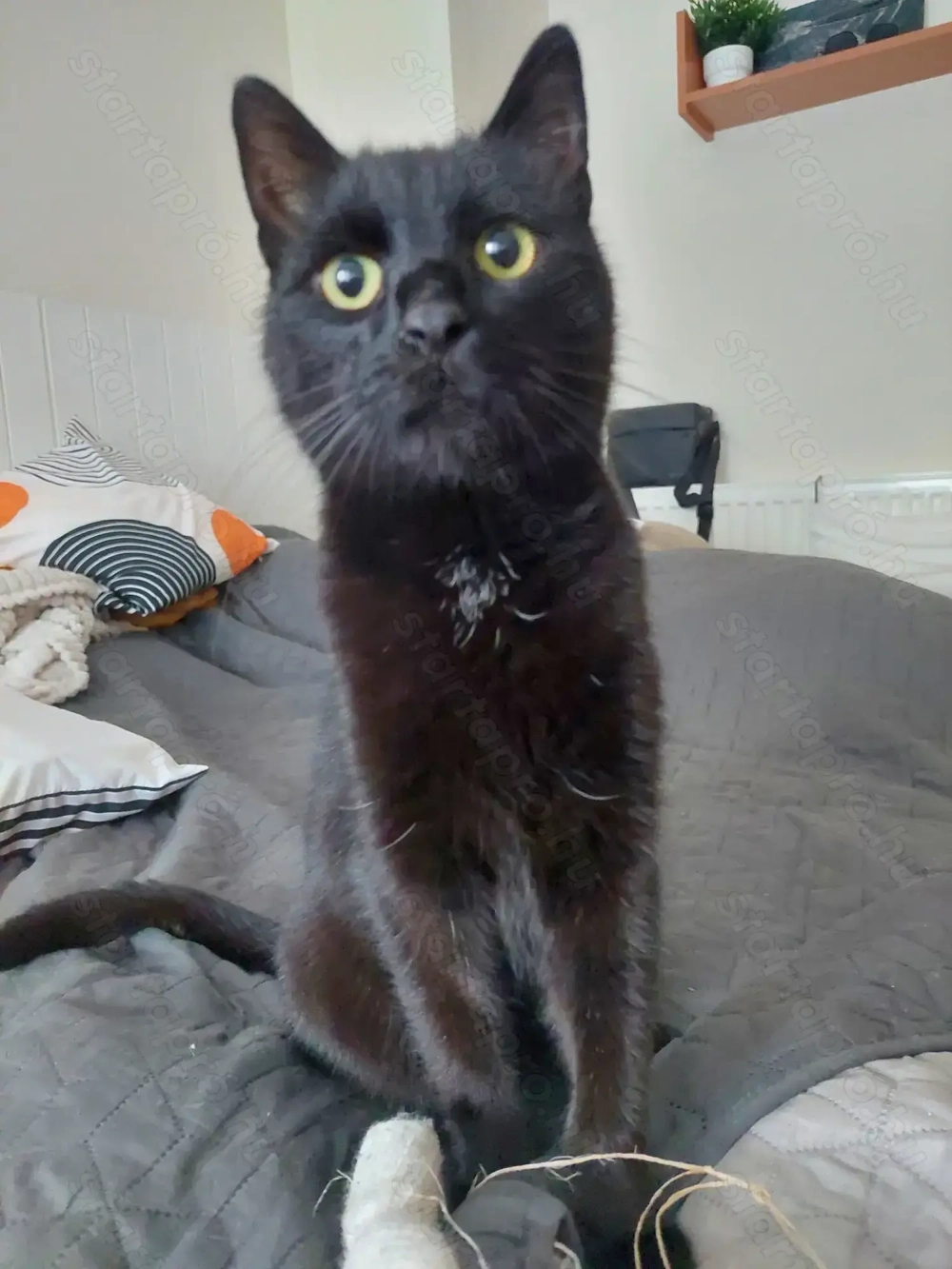 Kiskorom cica gazdira vár