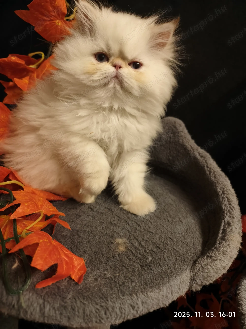  Perzsa cicák eladók   minden luxuscsomaggal!