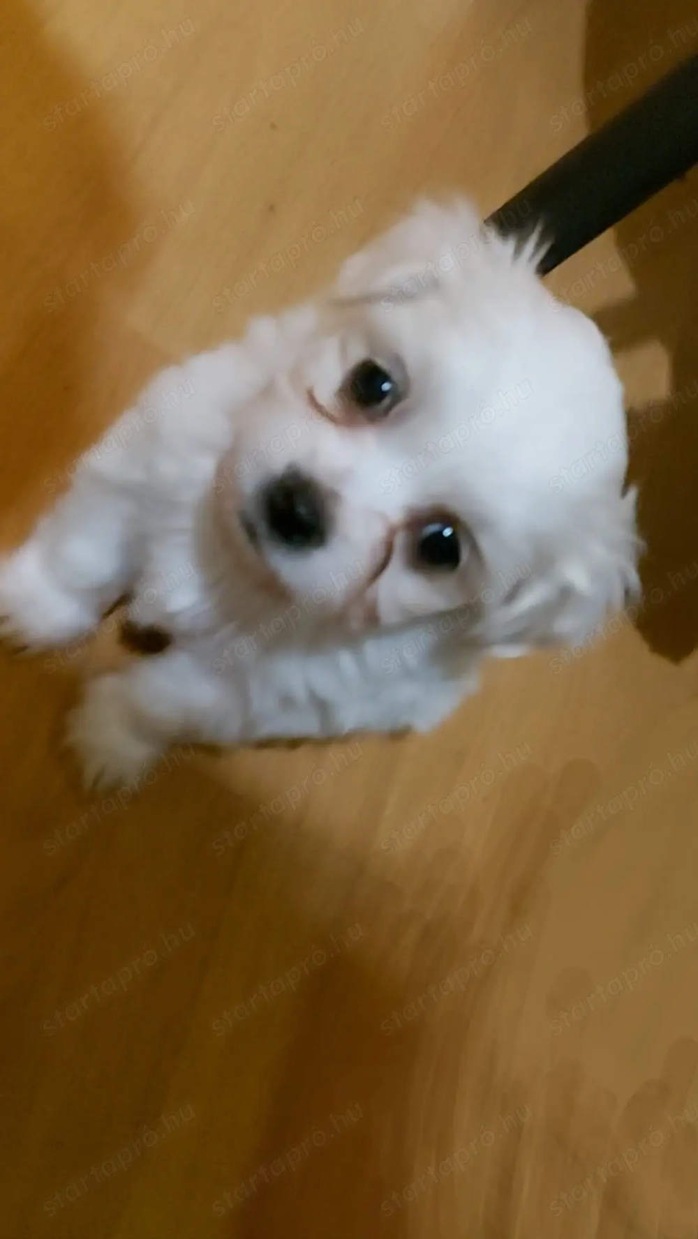 Bichon Havanese babák